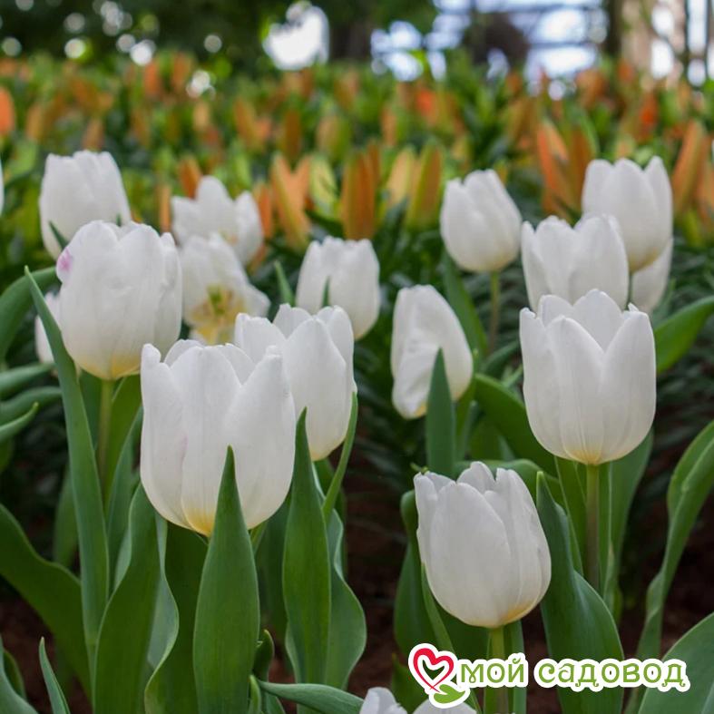 Тюльпан Уайт Принц
