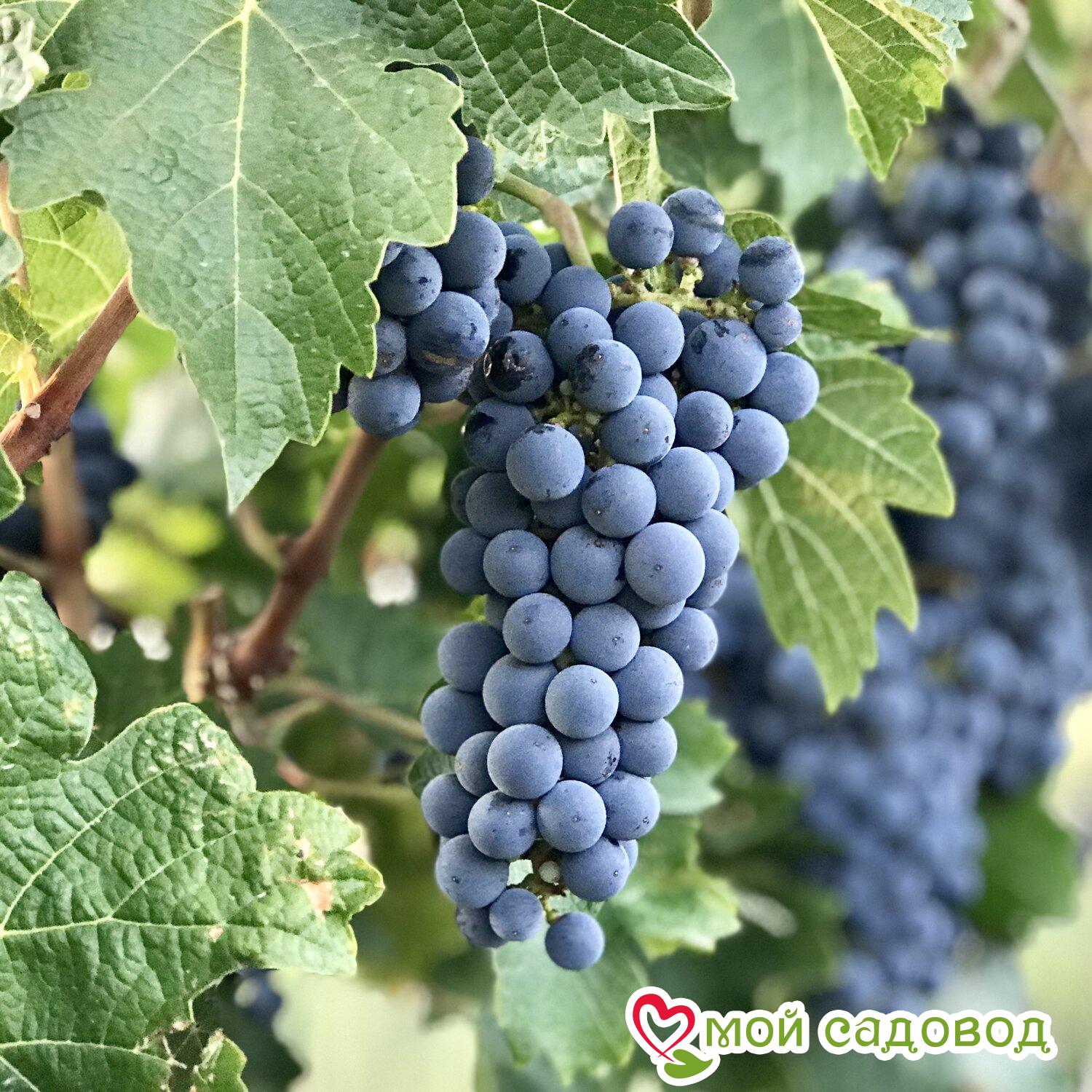 Виноград Каберне Совиньон