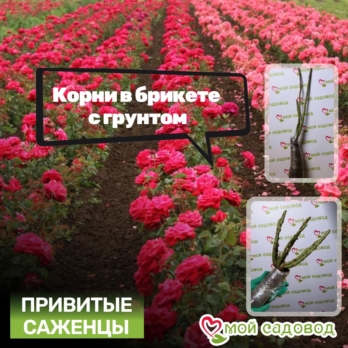 Роза Чайно-гибридная Чиппендейл