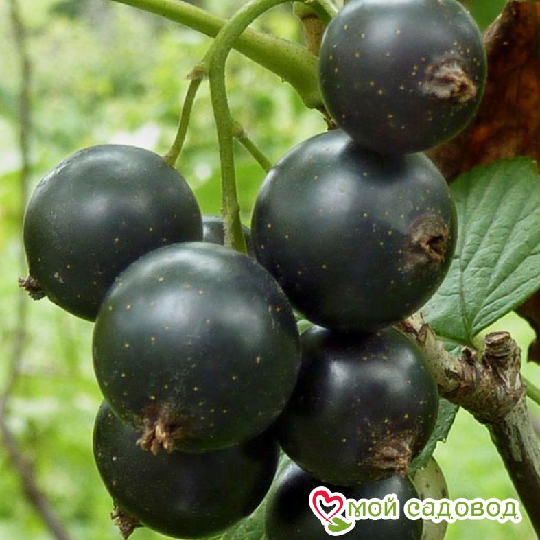 Черная смородина Дачница