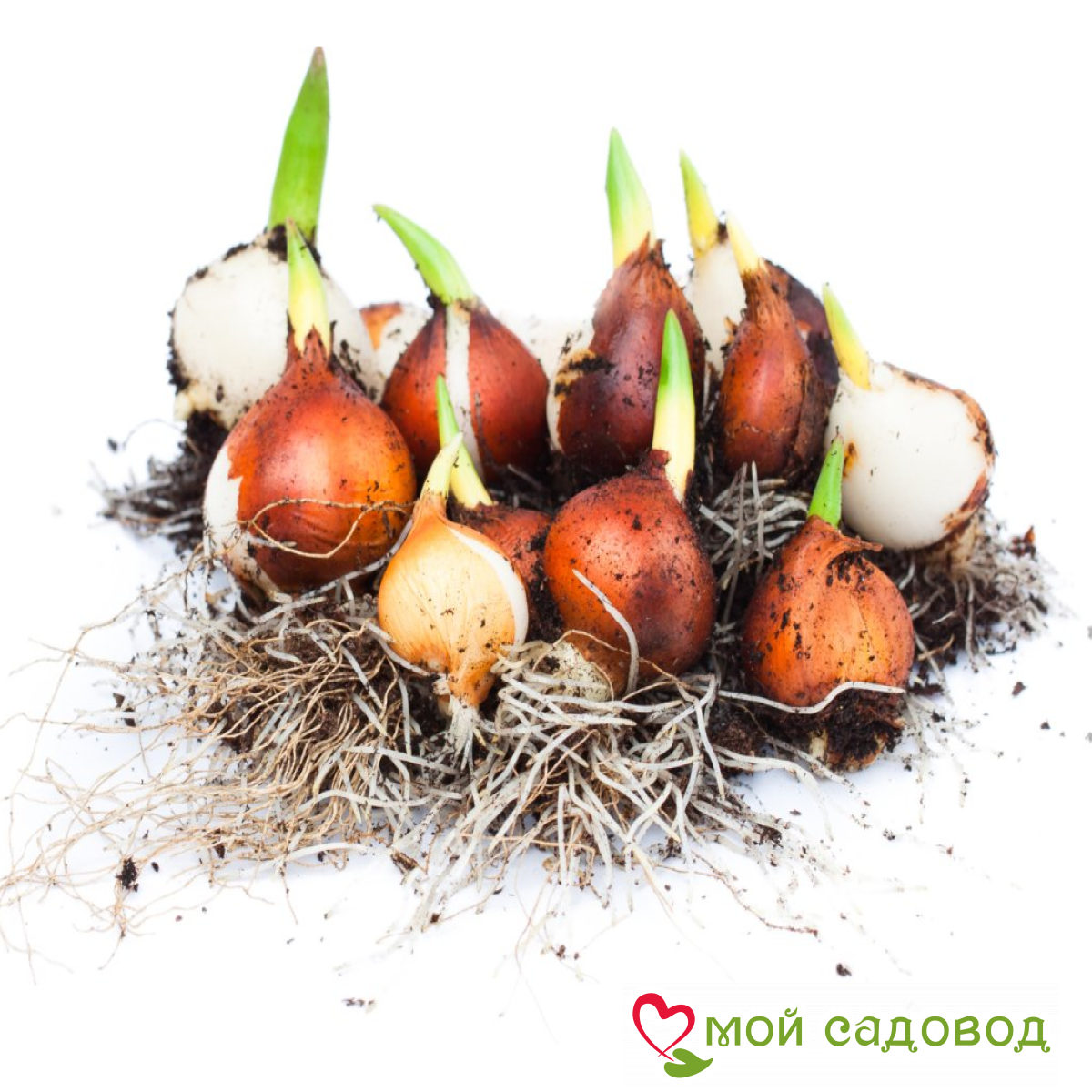 Тюльпан Уайлд Харт