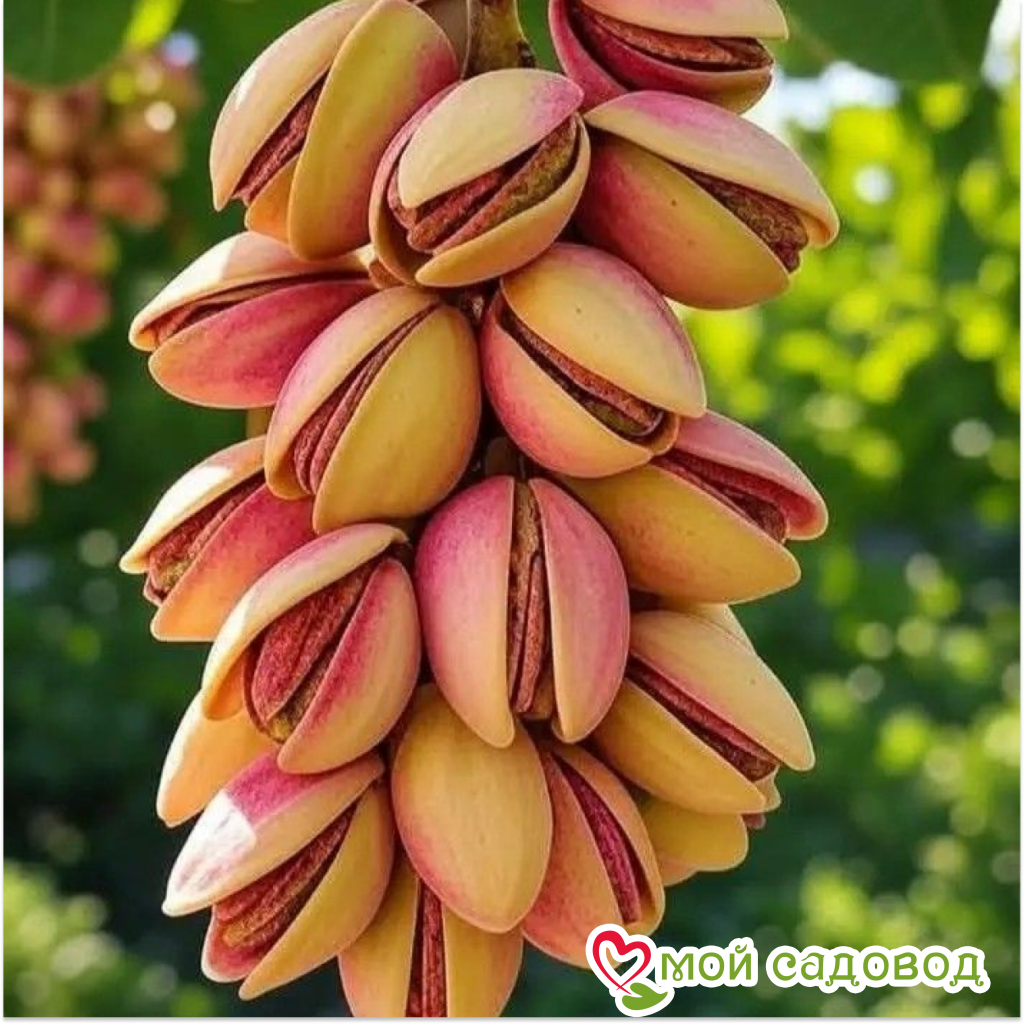 Миндаль Красный