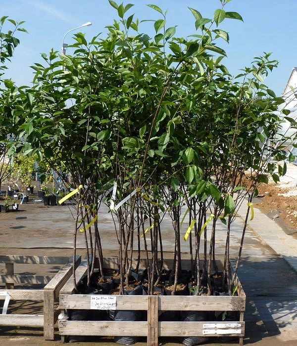 Вишня Королева